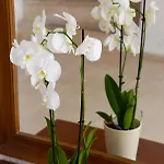 Kamvissis